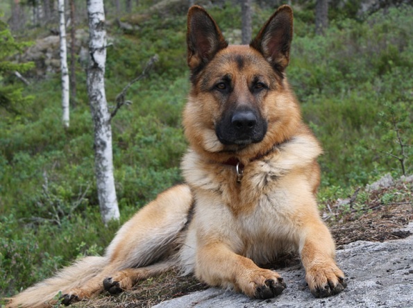 Topp 10 mest intelligente hunderaser: tysk Shepherd