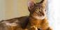 Abessinsk katt: karakter, forhold for forvaring og ikke bare