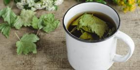 Hvorfor samler rips blader og lage te