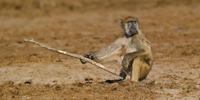 Det mest latterlige bilder av dyr - en ape med en pinne