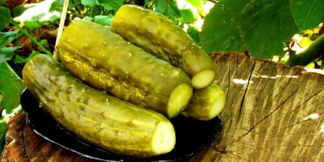 Hvordan syltet agurk: pickles og vodka