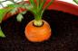Mini-hage i leiligheten: hvordan å dyrke grønnsaker, urter, og til og med jordbær hjemme