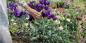 Såing av eustoma for frøplanter: når og hva du skal gjøre slik at blomstene allerede er i juni