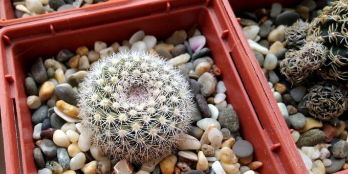 Hvordan ta vare på kaktus: Pot for kaktus