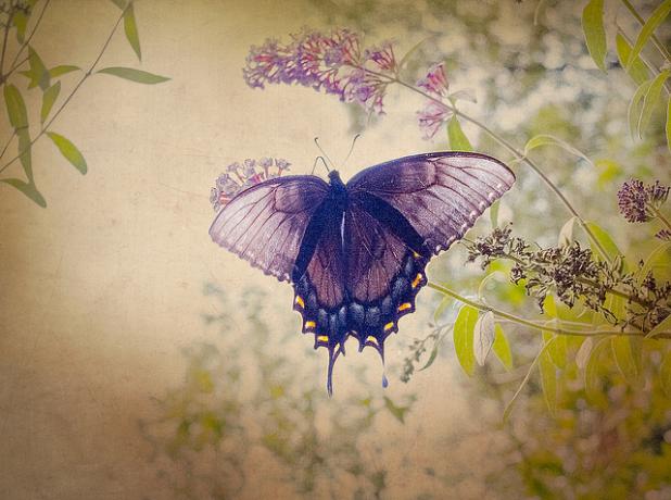 Hvor vakkert å fotografere en sommerfugl