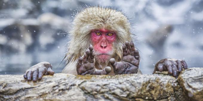 Det mest latterlige bilder av dyr - ape