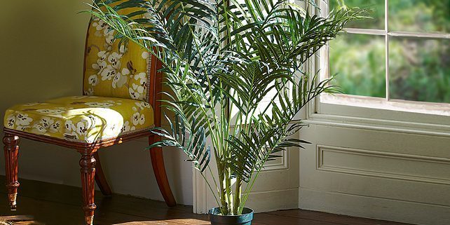 Innendørs palm areca