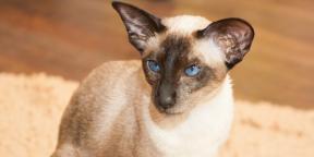 Siamese katt: rase beskrivelse, karakter og omsorg