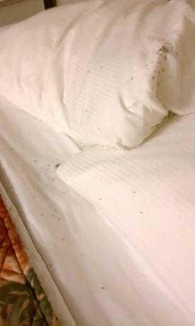 insekter på hotellrommet