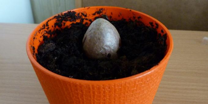 Hvordan å vokse en avocado fra en stein: Steinen i potten