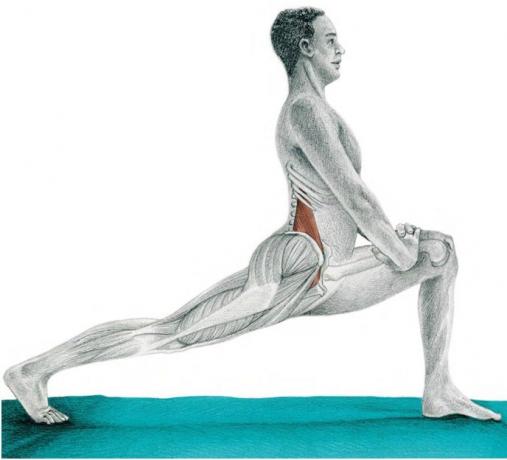 anatomi stretching