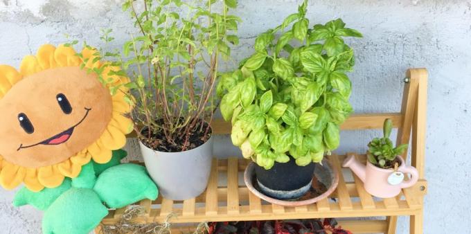 Hvordan lagre urter: det kan dyrkes hjemme