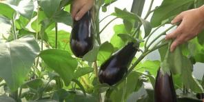 Når du skal plante auberginefrøplanter og hvordan du gjør det riktig