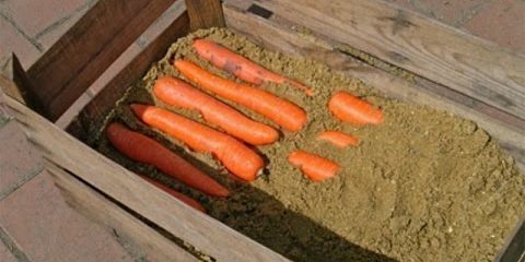 Hvordan du lagrer gulrøtter i boksene: Alternative lag til slutten av gulrot