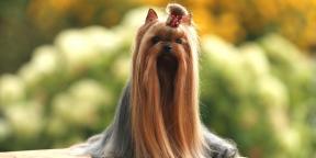 Alle de Yorkshire Terrier: Rase beskrivelse, omsorg, karakter, mat