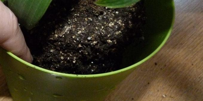Hvordan repot innendørs planter: Flytt inn i en ny pott, bunnen av som ekspandert leire og en bit av land