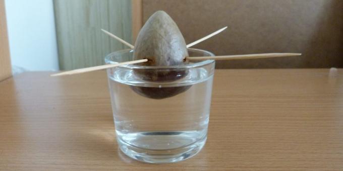 Hvordan å vokse en avocado fra en stein: Steinen i vann