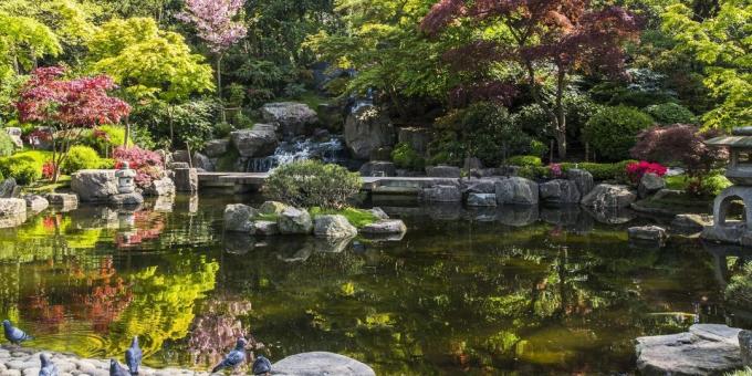 Hva å se i London: Japansk Kyoto Garden i Holland Park