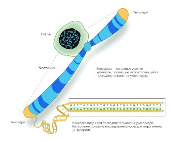 Aldringsprosessen er avhengig av frekvensen av telomerer forkortes
