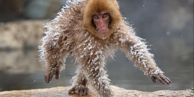 Morsomste dyr bilder - frosne ape