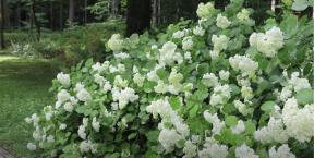 Hvordan dekke en hortensia for vinteren