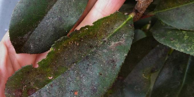 Hva gjør du hvis farger dukket mealybug: På sukkerholdige sekreter skadedyr utvikler seg over tid sotet sopp