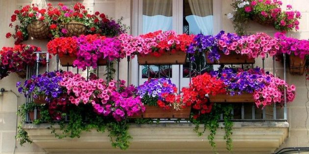 Blomster på balkongen