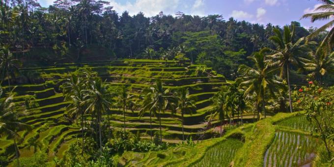 Asiatiske territorium bevisst tiltrekker seg turister: risterrasser Tegallalang, Indonesia