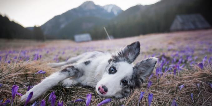 Hvordan lage vakre bilder av hunder: kameraet og objektivet er viktig