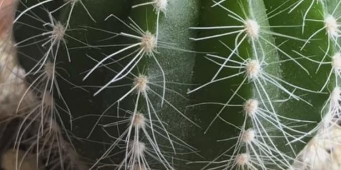 Hvordan ta vare på kaktus: Spider midd