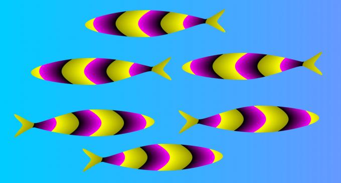 optisk illusjon: fisk