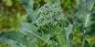 Hvordan plante og ta vare på brokkoli for en god høst