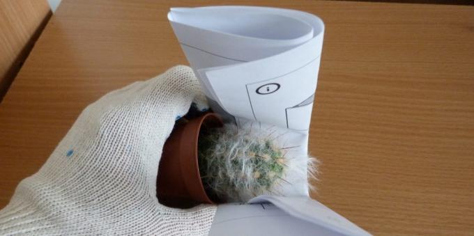 Hvordan ta vare på kaktus: hvordan å transplantere en kaktus