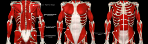 Lede utviklingen av muskel bark: anatomi, tester og treningsprogram