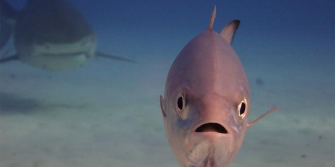 Det mest latterlige bilder av dyr - fisk