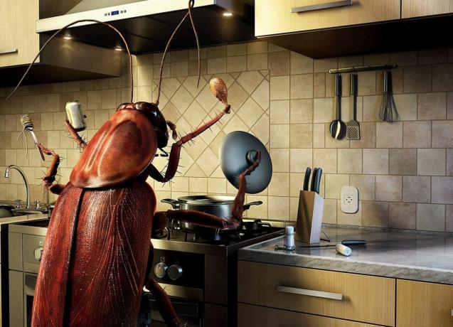 Hvordan bli kvitt kakerlakker 
