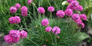 15 vakre stauder, blomstrende hele sommeren