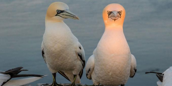 Det mest latterlige bilder av dyr - en fugl med en lysende hode
