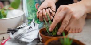 Hvordan ta vare på aloe å blomstre godt voksen