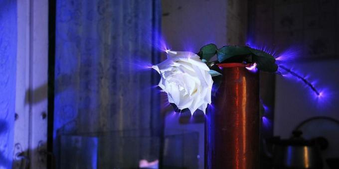 Hva er bioenergetikk: koronautslipp rundt en rose (Kirlian-effekt)