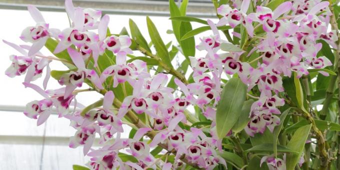 Hvordan ta vare på orkideer Dendrobium