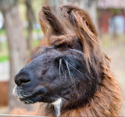 besøke Argentina: Lama