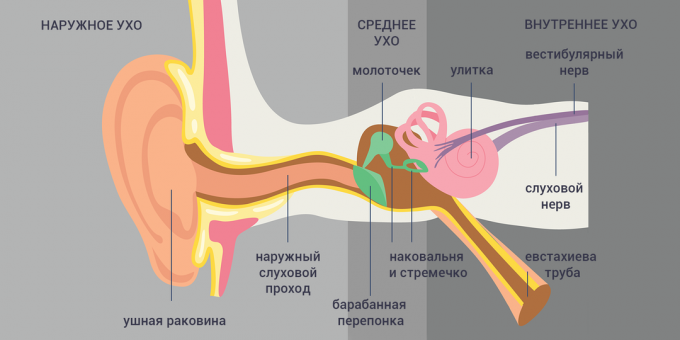 Tubo-otitis: struktur i øret 