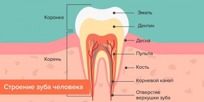 Hvor kommer karies: Struktur av menneskelig tann