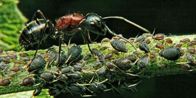Misforståelser og interessante fakta om dyr: den mektigste skapningen i verden er mauren