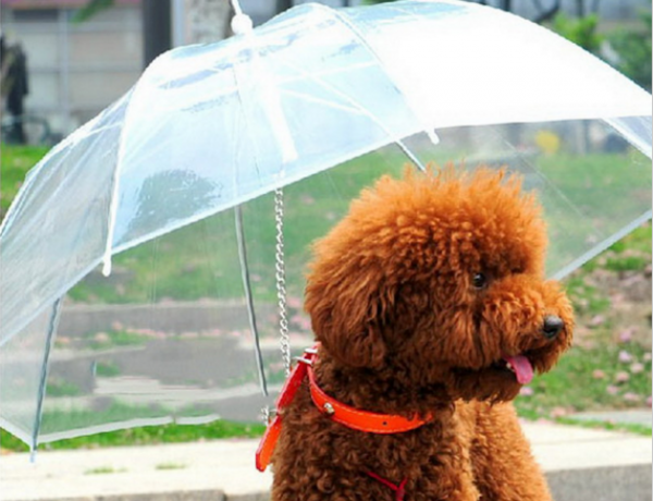 Transparent paraply-leiekontrakten hunden