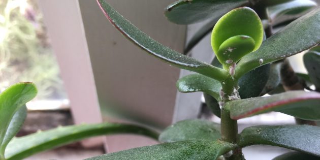 Hvordan bli kvitt mealybugs