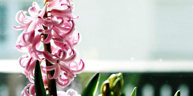 For de som ønsker å vokse Hyacinth omsorg for ham - et brennende tema er relevant og hvordan du tar vare på Hyacinth under blomstring