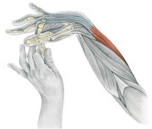 Strekker Anatomy i bilder: øvelser for armer og ben