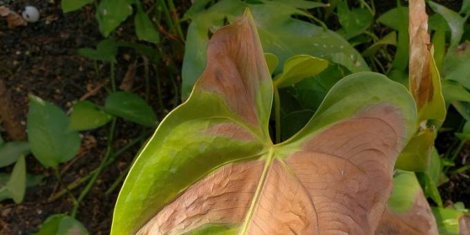 Hvordan behandler Anthurium, når bladene brune flekker